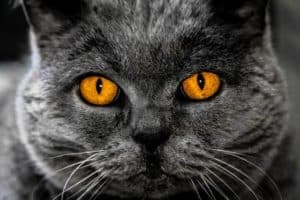 Cat -hypnotischer Blick
